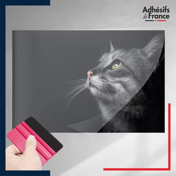 adhésif autocollant sous film transfert animaux chat sur fond noir