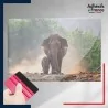 adhésif autocollant sous film transfert animaux Eléphant et son éléphanteau